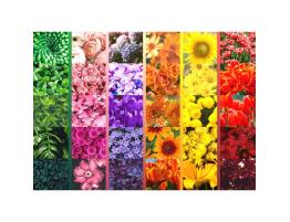 Puzzle Brain Tree Colores Florales de 1000 Piezas