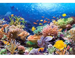 Castorland Coral Reef Puzzle 1000 pièces