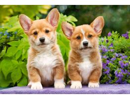 Puzzle Castorland Cachorros de Corgi Galés de 1000 Piezas