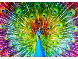 Puzzle Enjoy Pavo Real Colorido de 1000 Piezas