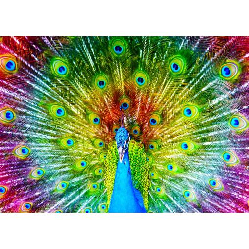 Puzzle Enjoy Pavo Real Colorido de 1000 Piezas