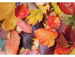 Puzzle Magnolia Hojas de Colores de 1000 Piezas